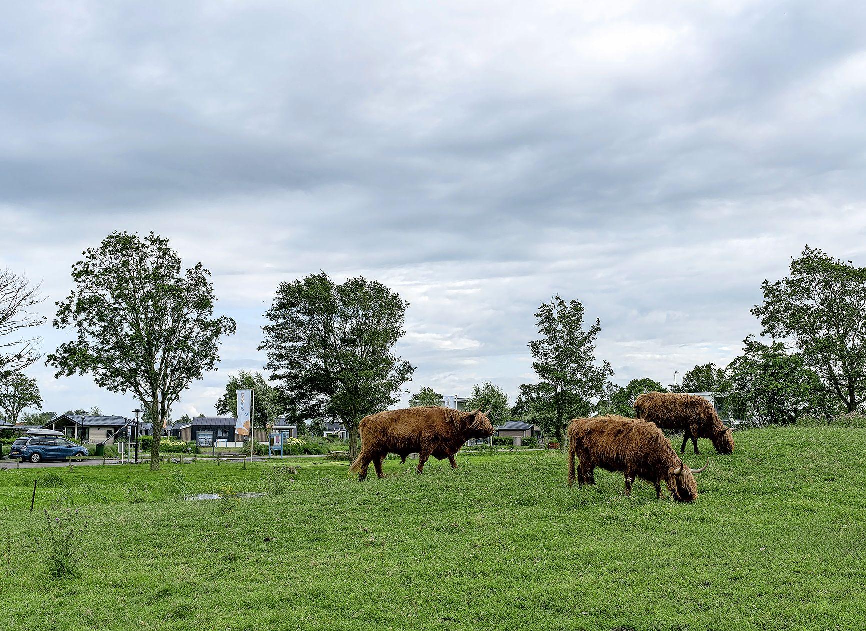 Schotse hooglanders op terrein van Europarcs Resort De Rijp aan de dood ontsnapt. De dierenarts was 